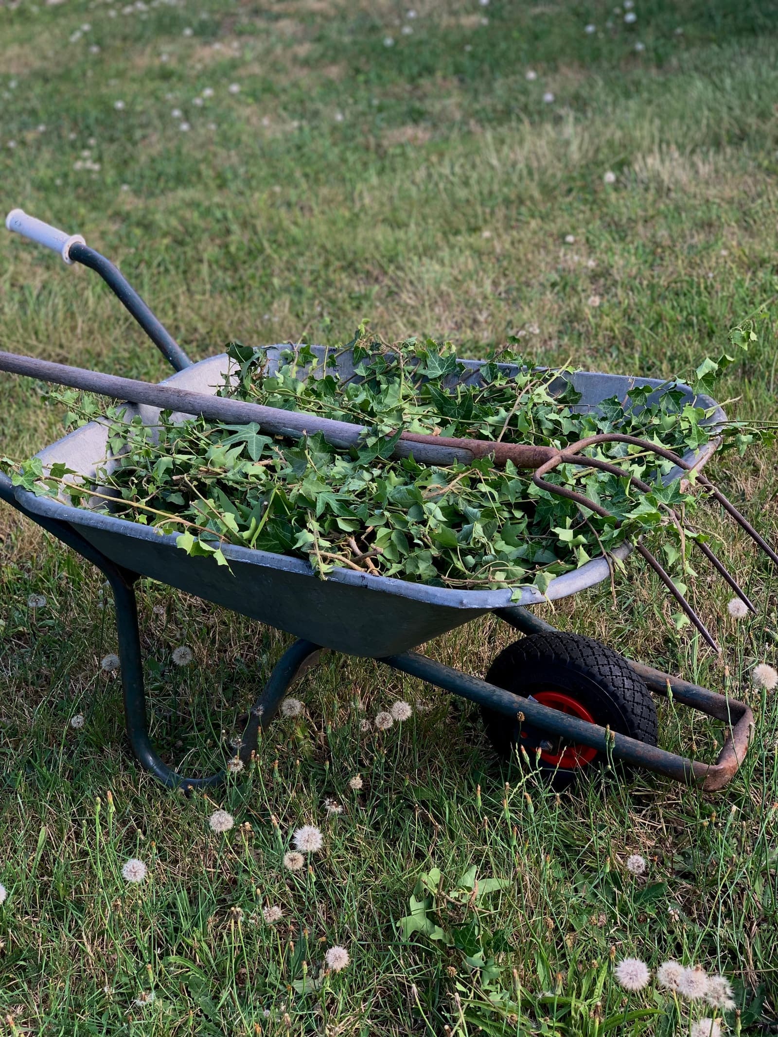 A wheelbarrow full of cleared yard debris and ivy cuttings, with a rake and garden fork, on a residential lawn